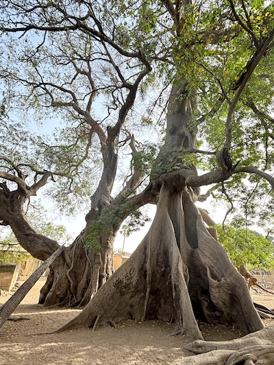 voyage solidaire casamance senegal